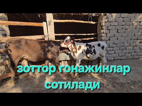 Видео: ОЗИМНИНГ ЧОРВАМ СОТИЛАДИ ,☎️☎️☎️+998990858363