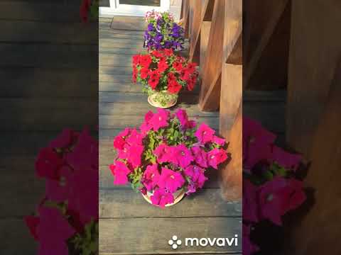 Видео: 17 июня / Мои цветы