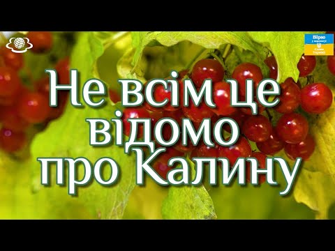 Видео: Калина лікує не тільки застуду та грип допоможе при вагітності, а також допомагає позбавитись вугрів