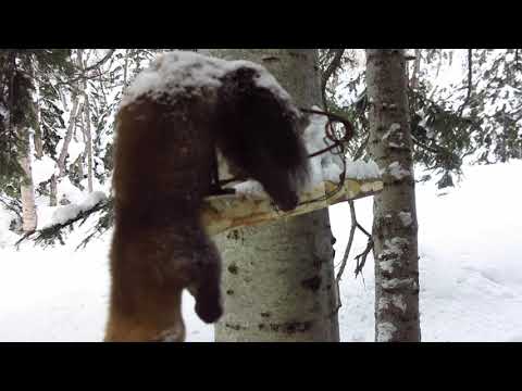 Видео: После Новогодние соболюшки в капканах 2023 г.