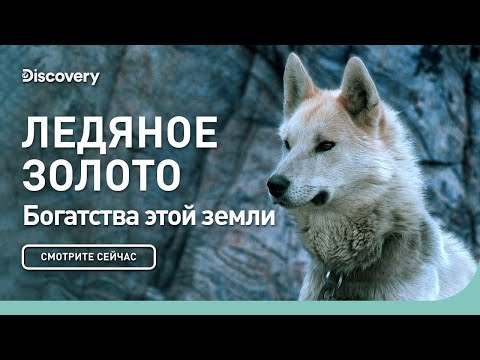 Видео: Богатства этой земли | Ледяное золото | Discovery
