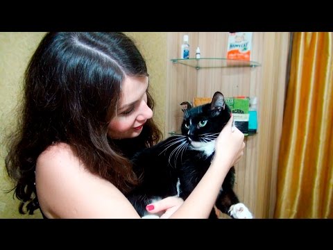 Видео: Подберем корм для кошки АСМР Зоомагазин ASMR Role Play