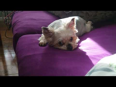 Видео: Я в шоке! Она умирает (((