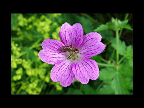 Видео: Здравец - Билката с красноречиво име