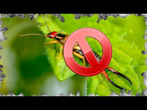 Видео: Двухвостки. Избавляемся быстро, легко, эффективно.