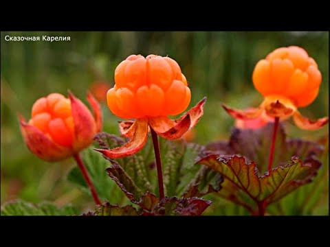 Видео: ГЛАЗА ВИДЕЛИ, А МОЗГИ НЕ ПОВЕРИЛИ! ПЕРВАЯ ЯГОДА МОРОШКА В ЛЕСУ И НА БОЛОТЕ ПОЛЯНАМИ! КАРЕЛИЯ