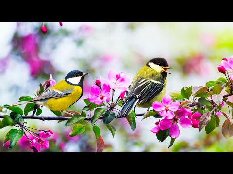 Видео: Yспокаивающая музыка для нервов 🌿 лечебная музыка для сердца, релакс, Музыка для души Александра