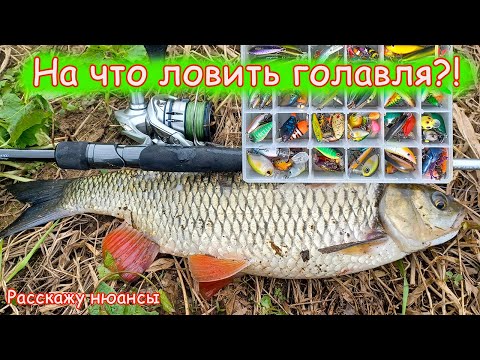 Видео: КАКИЕ приманки Я СТАВЛЮ на КРУПНОГО голавля. Как ловлю на спиннинг. Рыбалка 2024