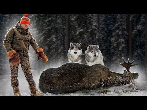 Видео: У волков из пасти забрали лося, булькнул в болоте, ловушка для росомахи, закрыли сезон...