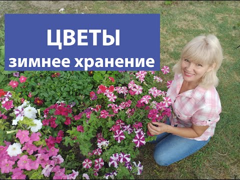 Видео: Как сохранить однолетники зимой. Цветы зимнее хранение