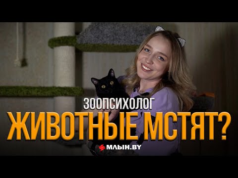 Видео: На что обижаются животные и как понять кошачий язык? Монолог зоопсихолога