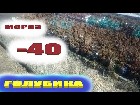 Видео: Голубика садовая.Что с ней стало после мороза в - 40