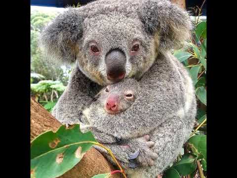 Видео: Самые заботливые мамы в мире животных!
