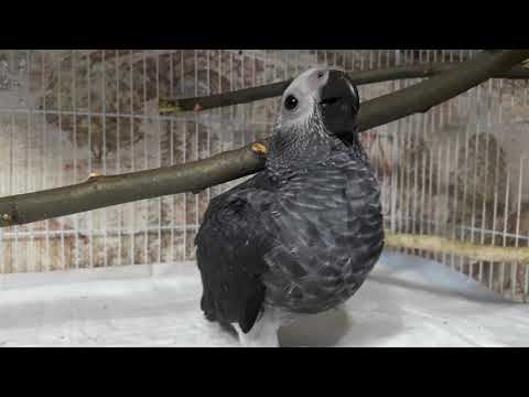 Видео: Жако//птенец выкормыш