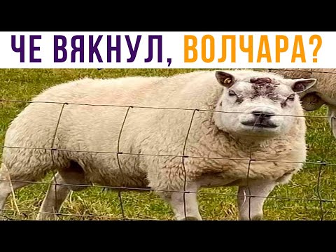 Видео: ВОЛК, МАХАЦА БУИШЬ?))) Приколы | Мемозг 672