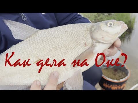 Видео: Рыбалка на Оке. Весна 2023