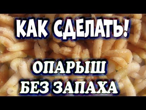 Видео: Как сделать опарыша без запаха! С запахом корицы,чеснока или укропа / Метод - чистые руки 🙌