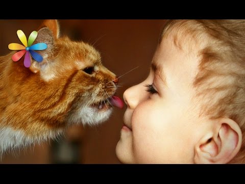 Видео: Как выбрать ласкового кота для ребенка? Топ-3 пород! – Все буде добре. Выпуск 815 от 25.05.16