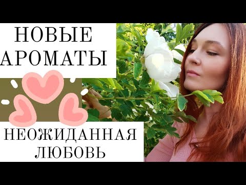 Видео: Новые парфюмы💗 - а говорила никогда их не куплю😅#распокавка_ароматов #randewoo_распаковка