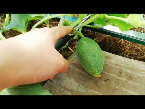 Видео: Формирование дыни и арбуза на начальном этапе, как это делаю я.🦆