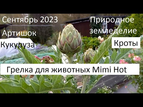 Видео: Сентябрь 2023. Природное земледелие.