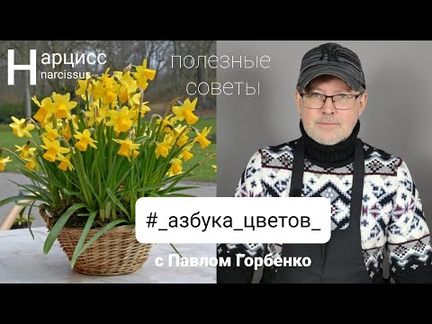 Видео: #Нарцисс . полезные советы по работе с этим цветком!