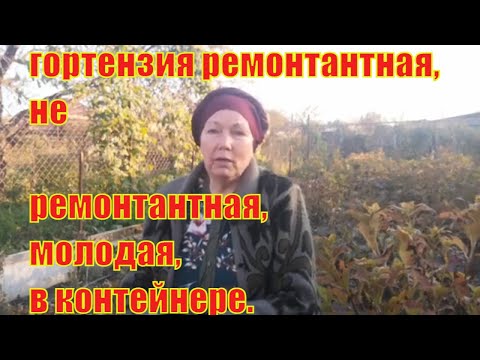 Видео: Как укрыть гортензию крупнолистную на зиму