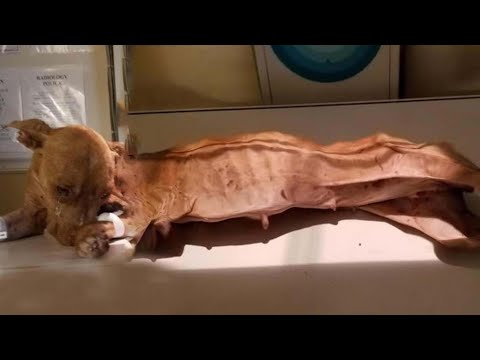 Видео: От отчаяния к чуду! Голодная собака, которая боролась за жизнь и наконец нашла бесконечную любовь!