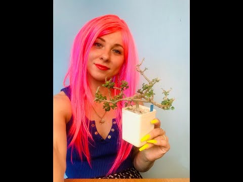 Видео: Ночные пересадки с Урсулой. Pelargonium sp.