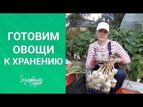 Видео: Бабушкин секрет хранения чеснока и лука на зиму.  Ядреный,  будто только с грядки