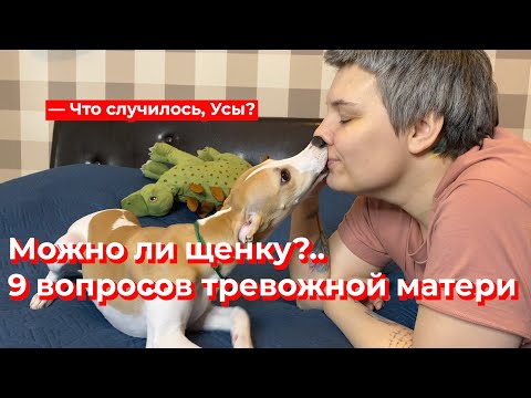 Видео: Что случилось, Усы? Можно ли щенку?..