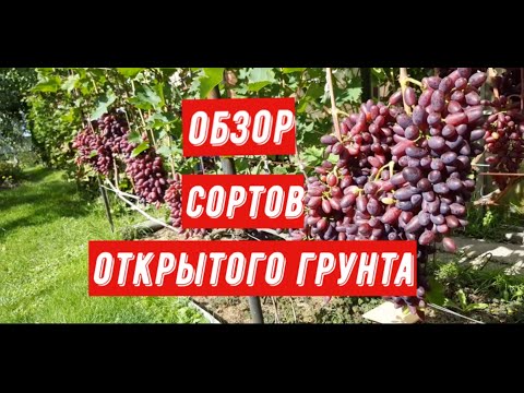 Видео: Обзор сортов винограда открытого грунта