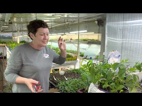 Видео: Френч Болеро, как формируем и черенкуем. 07.07