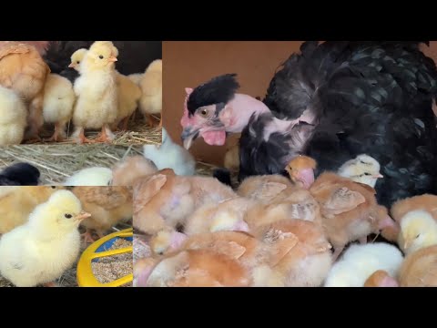 Видео: Многодетная мать квочка Голошейка