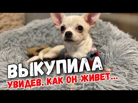 Видео: Что стало с особенным щенком Чихуахуа, которого я выкупила у заводчиков из жалости ? Костик