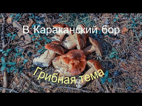 Видео: Караканский бор - Грибная тема. Село Завьялово, Новосибирская область, Западная Сибирь.