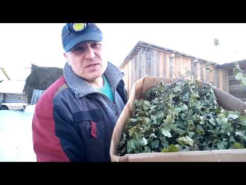 Видео: Кормим кроликов берёзовыми вениками