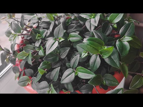Видео: 🌿 пересадка и черенкование традесканции