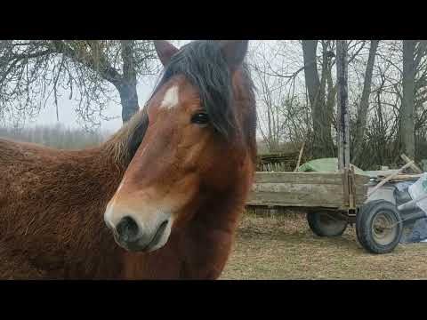 Видео: 🔥Орлик Гордый Конь🐎