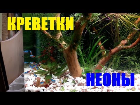 Видео: Креветки Неоны Растения Аквариум