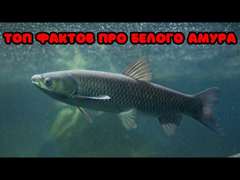 Видео: ТОП ИНТЕРЕСНЫХ ФАКТОВ ПРО БЕЛОГО АМУРА! Амур санитар водоемов!?