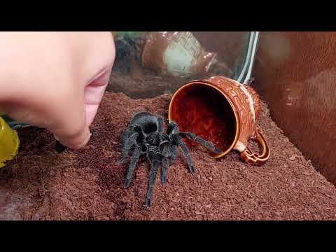 Видео: Все мои пауки в одном видео! Рассказываю про каждого 😊