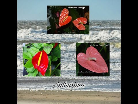 Видео: АНТУРИУМ. Коллекция редких антуриумов #5. Антуриумы Sweet Queen, Prince of Orange и Beliza