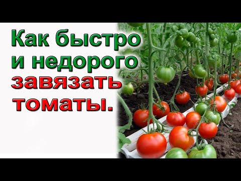 Видео: Как быстро и не дорого завязать томаты