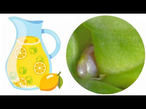 Видео: орхидеи СОБЕРУТСЯ ЦВЕСТИ, если СОБЛЮДАТЬ ЭТО! опять ЦВЕТОНОС! орхидеи ЦВЕТУТ ПОВТОРНО!