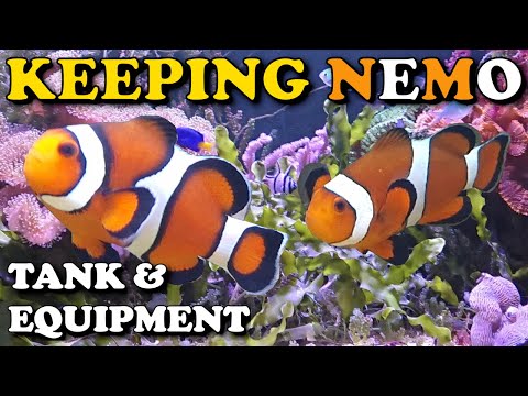 Видео: Содержание НЕМО: какой АКВАРИУМ И ОБОРУДОВАНИЕ выбрать для содержания КЛОУНОВ? | ДОРОГО ли содерж...