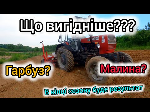 Видео: Розробляємо ділянку та сіємо гарбуз Турка. Які мінуси в сівалки. Викинув малину і посадив гарбуз