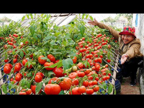 Видео: Вырастить помидоры очень легко в домашних условиях, много фруктов и урожай круглый год