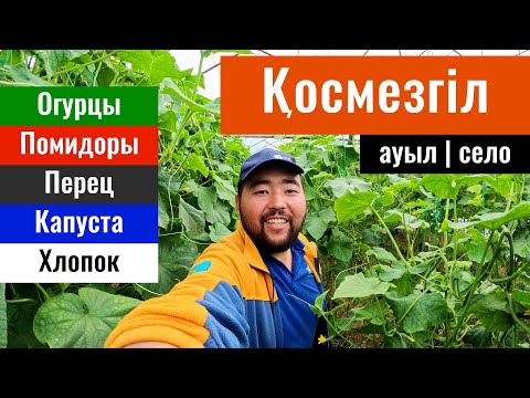 Видео: Село Космезгил, Сауранский район, Туркестанская область, Казахстан, 2023 год.