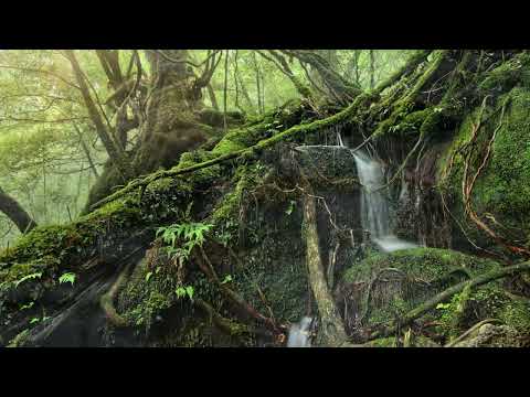 Видео: Целительная музыка для души 🌿 Успокаивающие звуки, избавляющие от излишних мыслей
